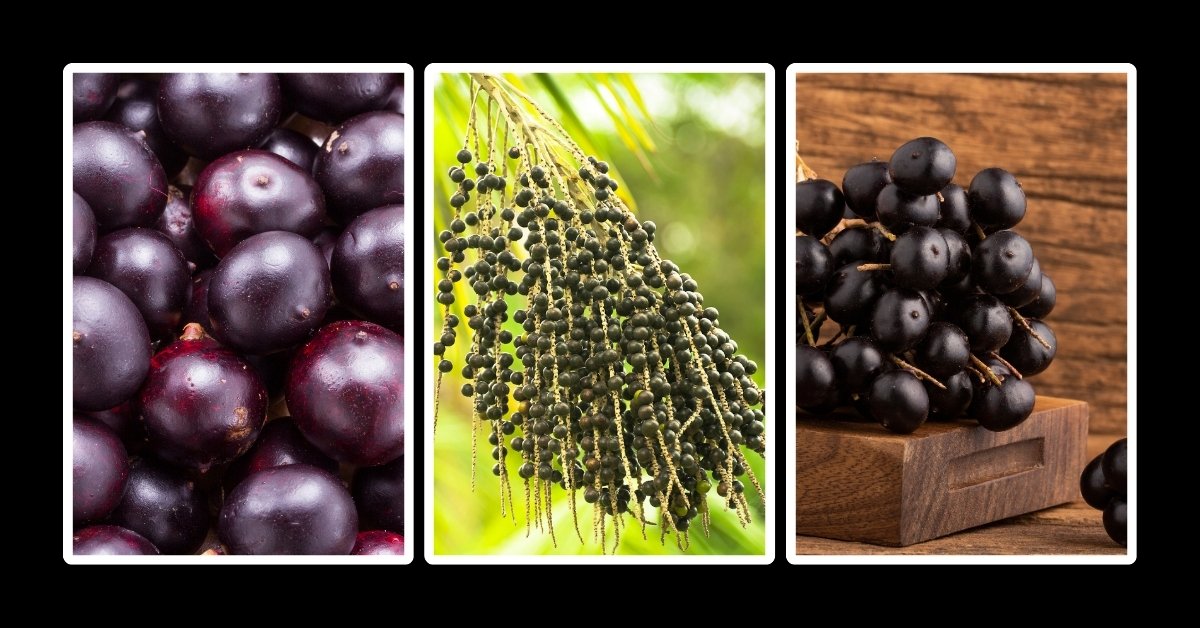 The Power of Acai Berries A Superfood Spotlight